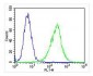 ZAP70 Antibody